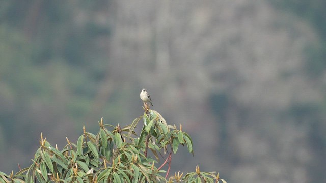 Russet Sparrow - ML617465088