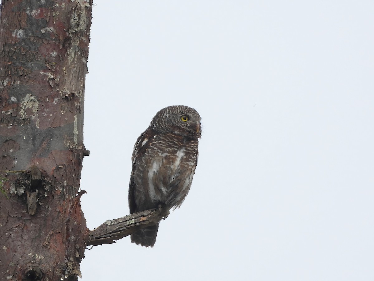 Asian Barred Owlet - ML617465111