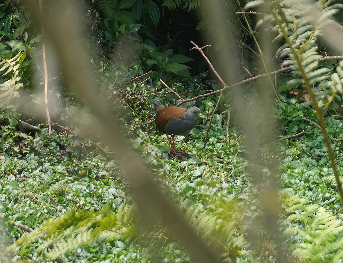 Black-tailed Crake - ML617465120