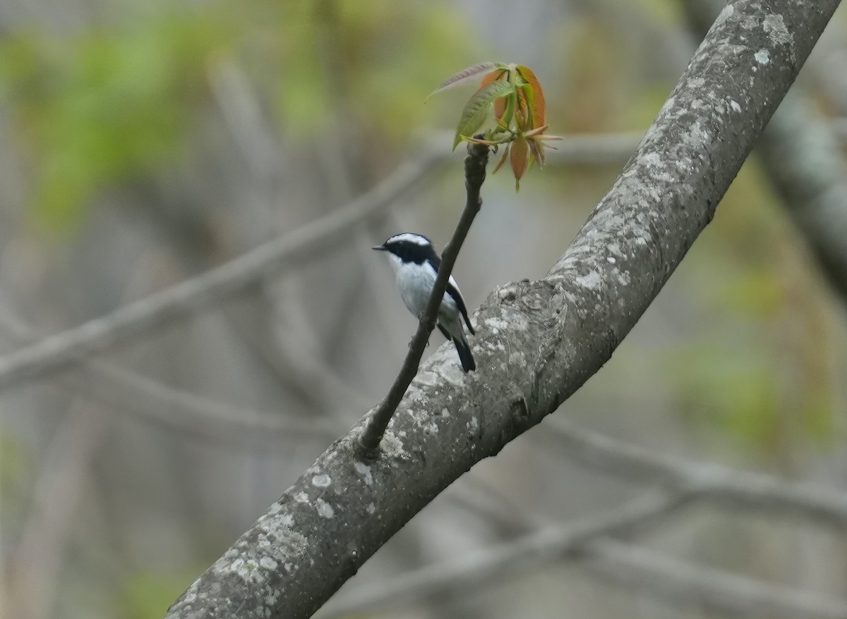 Little Pied Flycatcher - Sudip Simha