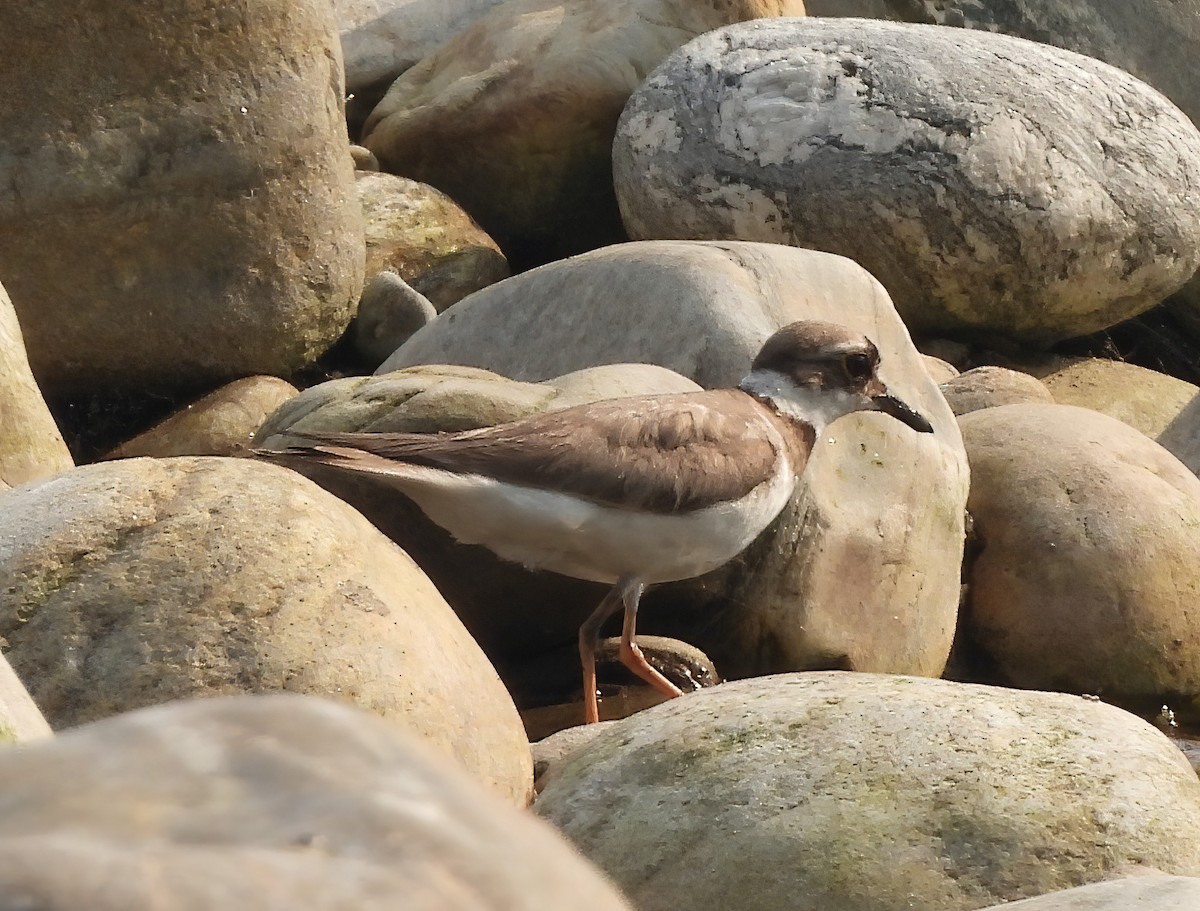 Long-billed Plover - ML617465135