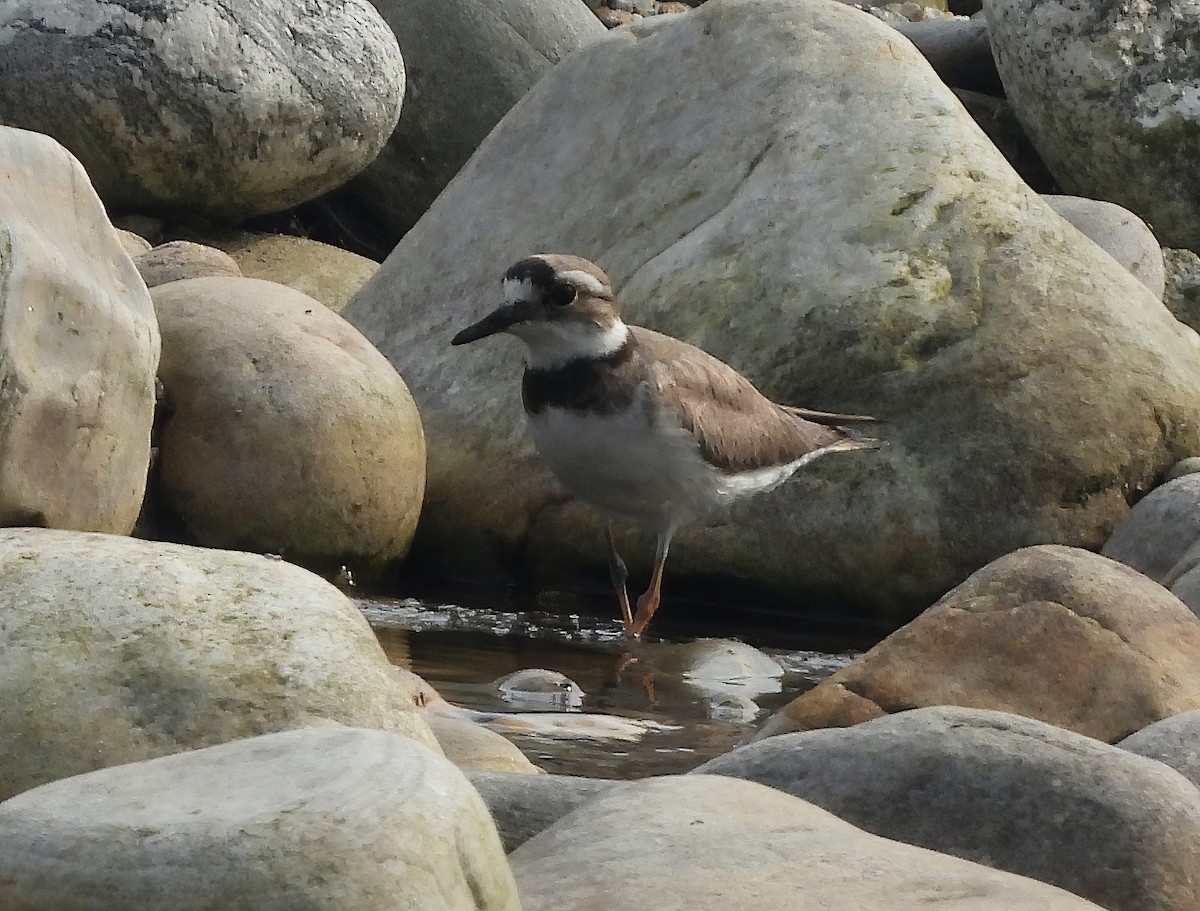 Long-billed Plover - ML617465136