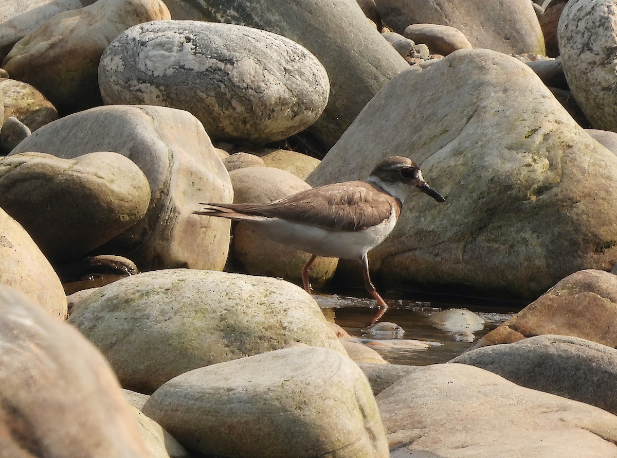 Long-billed Plover - ML617465137