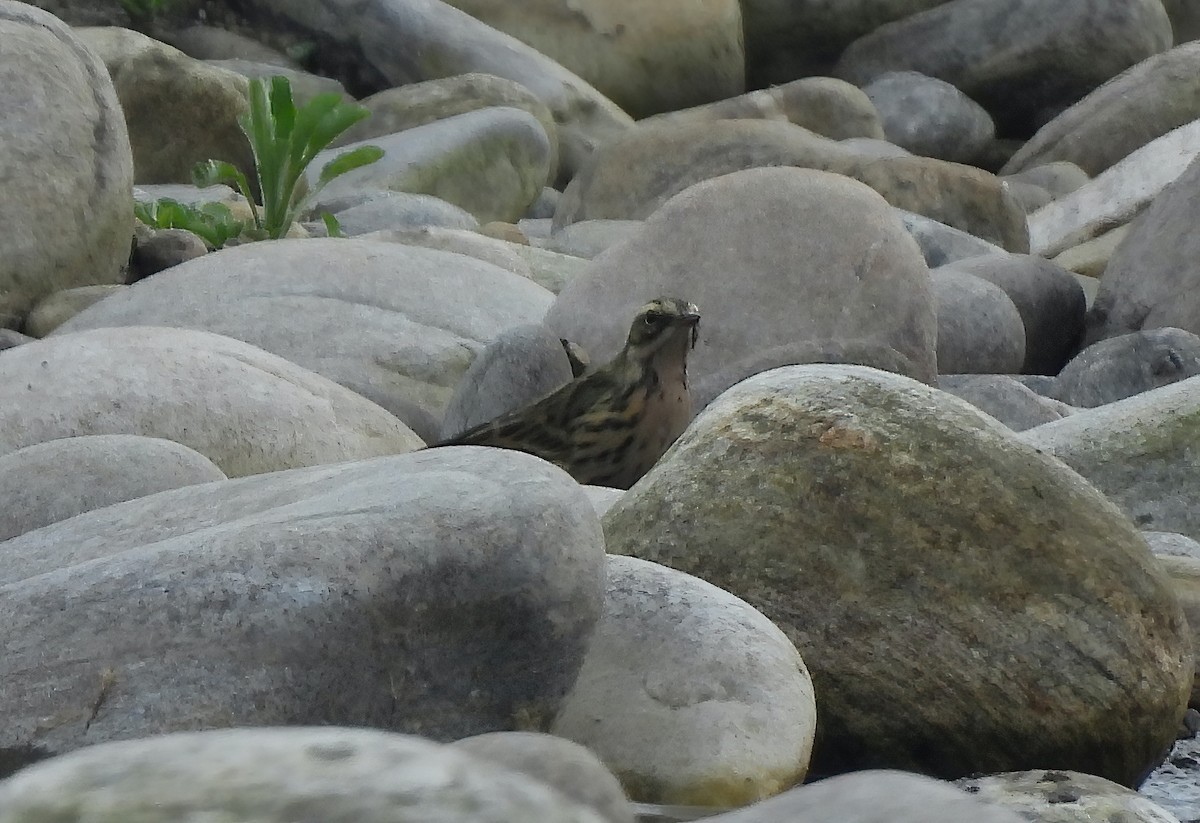 pipit sp. - Sudip Simha