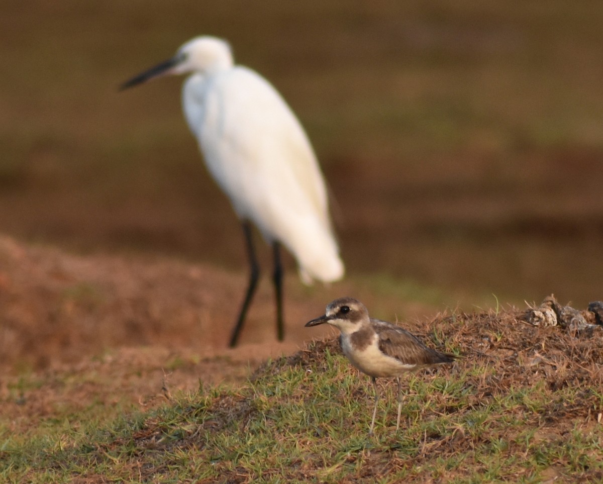 Greater Sand-Plover - ML617465190