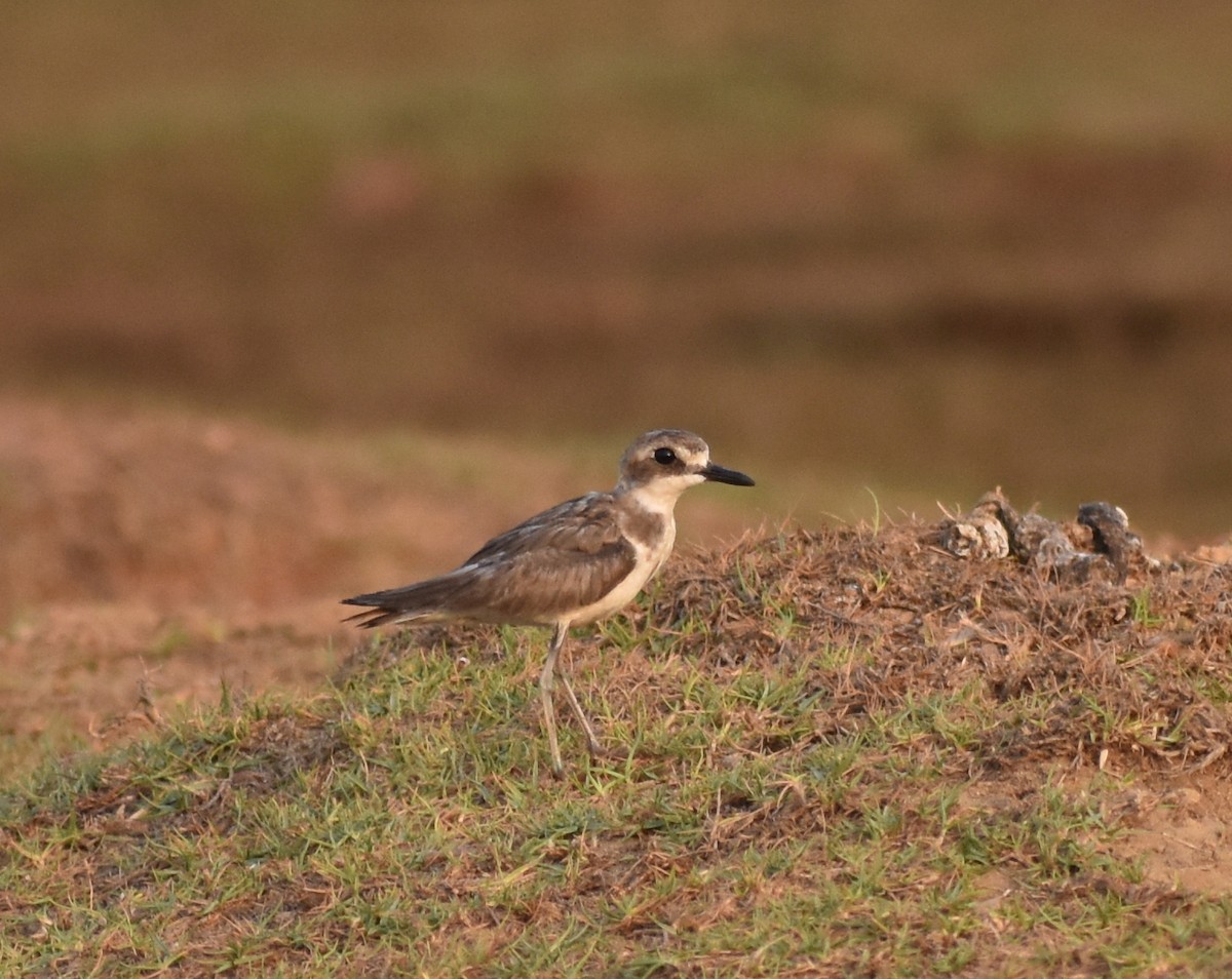 Greater Sand-Plover - ML617465191