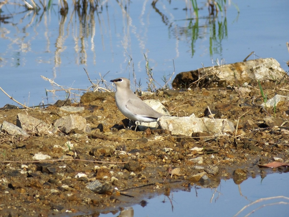 Small Pratincole - ML617465226