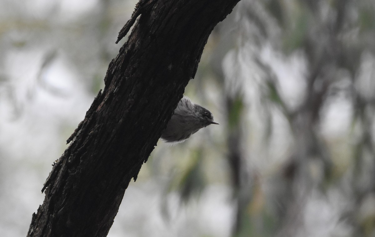 Varied Sittella (Orange-winged) - ML617465227