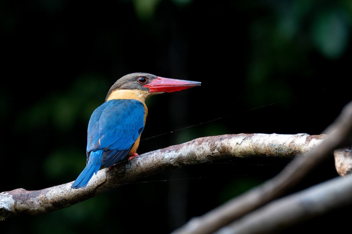 Stork-billed Kingfisher - ML617465230