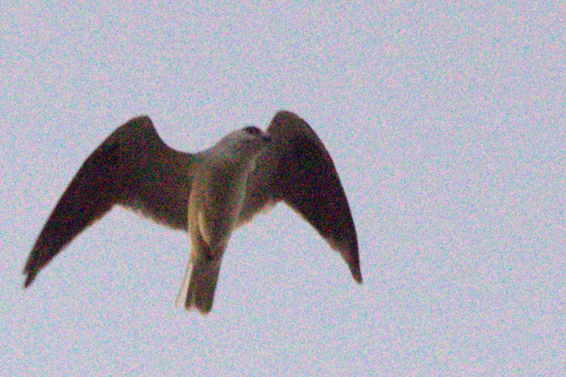 Black-shouldered Kite - ML617465267