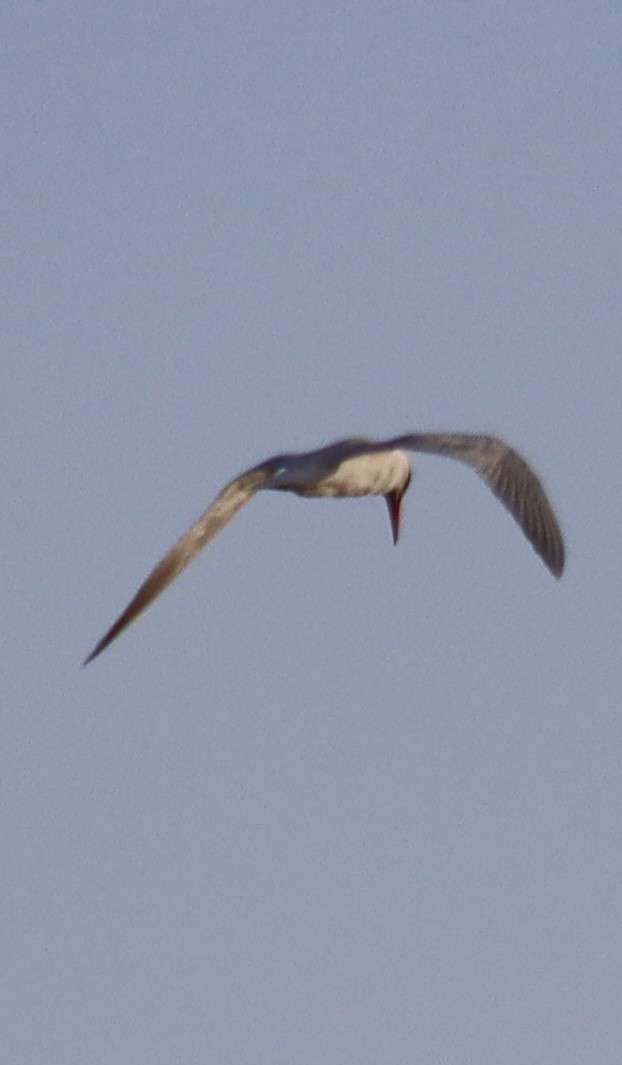 Caspian Tern - ML617465274