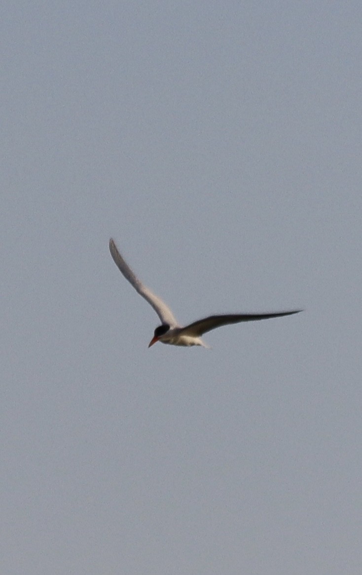 Caspian Tern - ML617465275