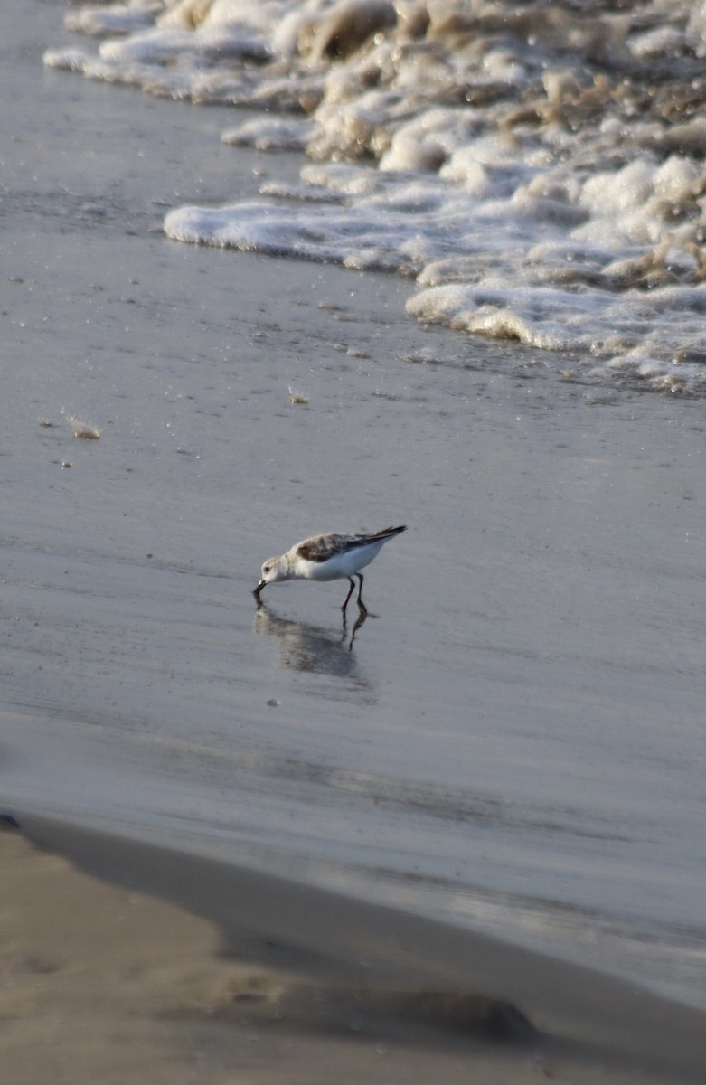 Bécasseau sanderling - ML617465286