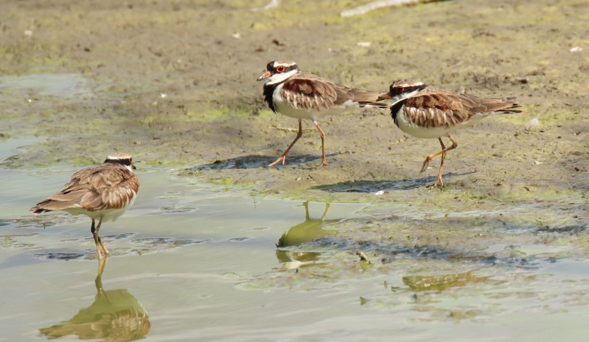 Black-fronted Dotterel - ML617465287