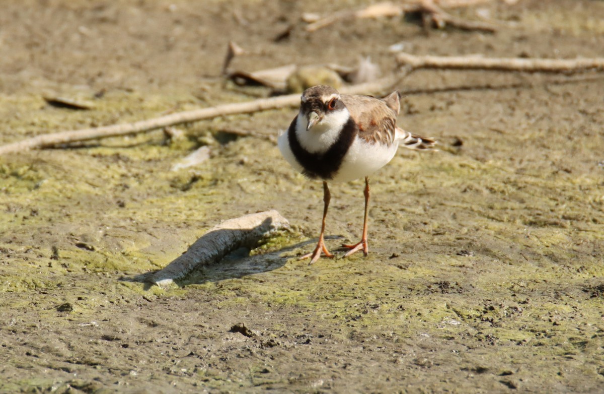 Black-fronted Dotterel - ML617465288