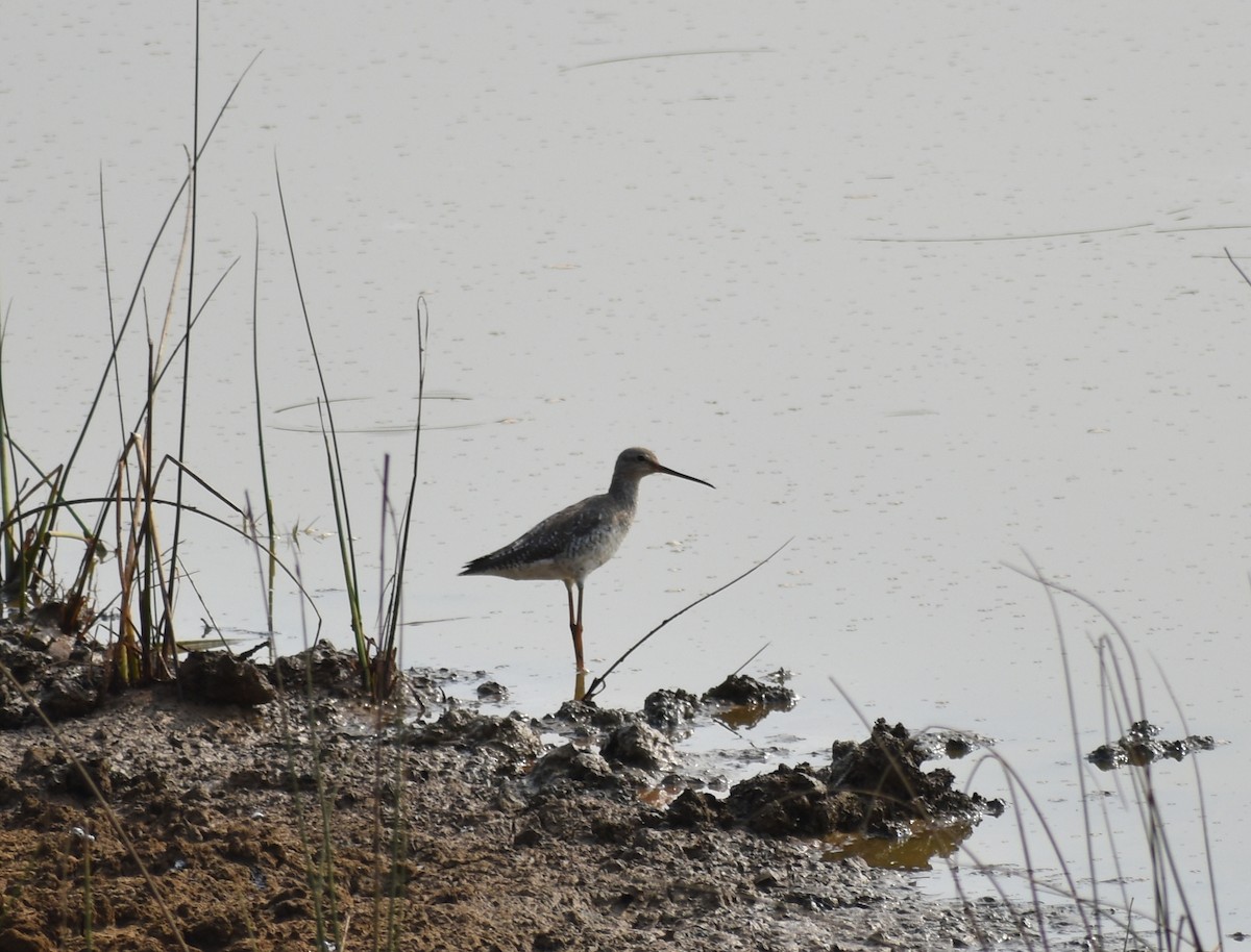 Spotted Redshank - ML617465310