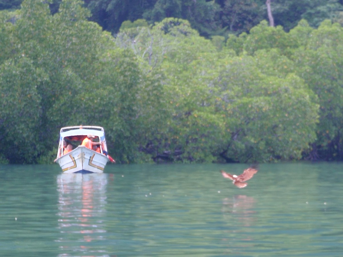 Brahminy Kite - ML617465312