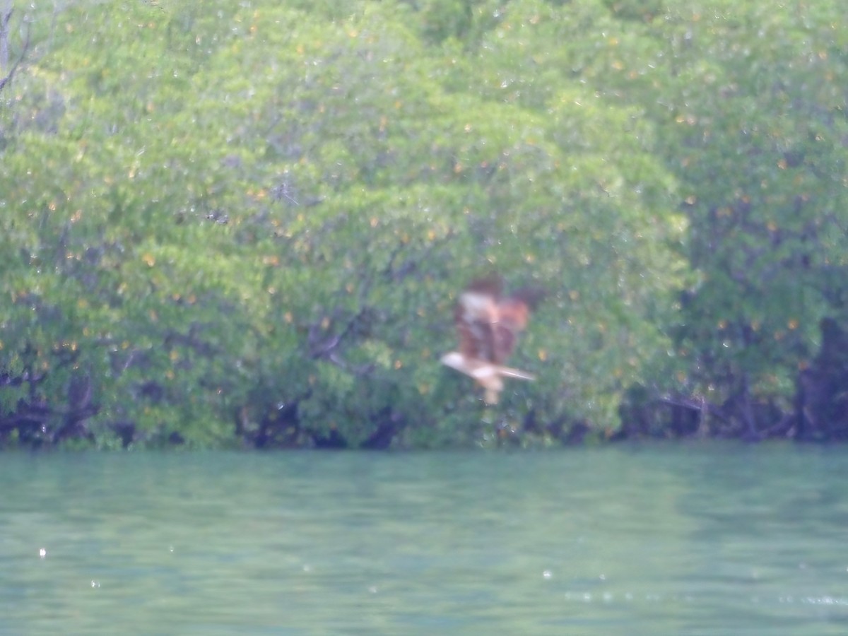 Brahminy Kite - ML617465313