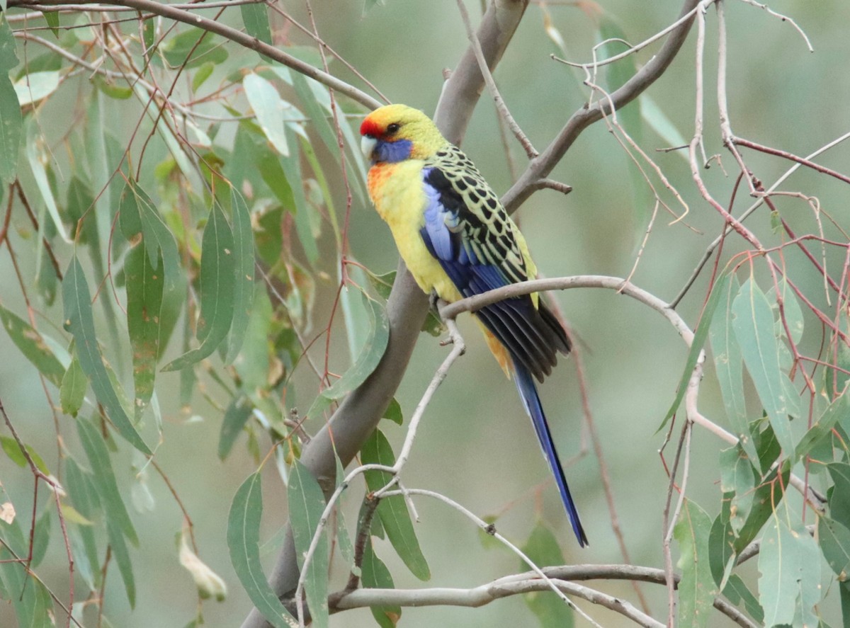 Crimson Rosella - Sharon Redman