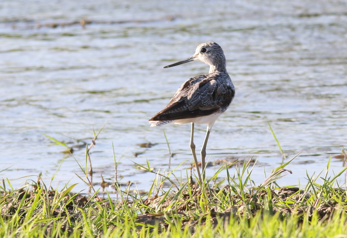 Common Greenshank - ML617465321