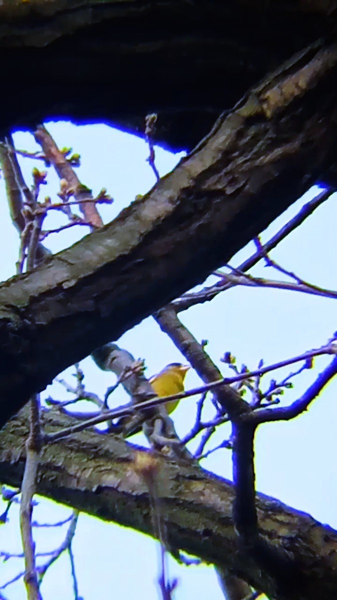 European Greenfinch - Laurent Pascual-Le Tallec