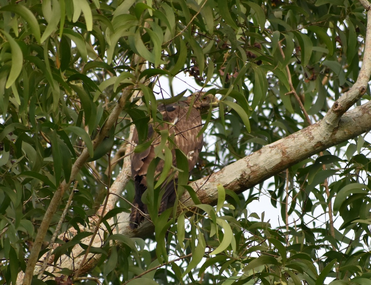 Oriental Honey-buzzard - ML617465343