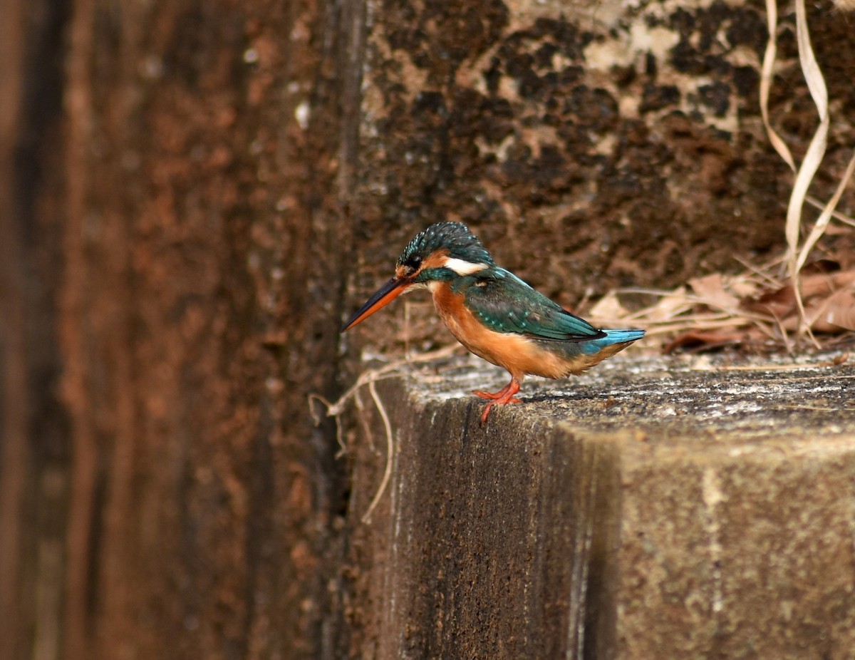 Common Kingfisher - ML617465347