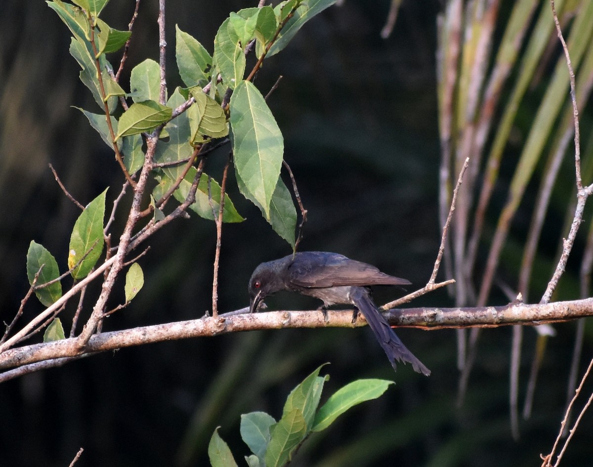 drongo kouřový - ML617465353