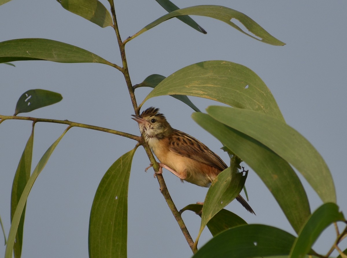 Zitting Cisticola - Anonymous