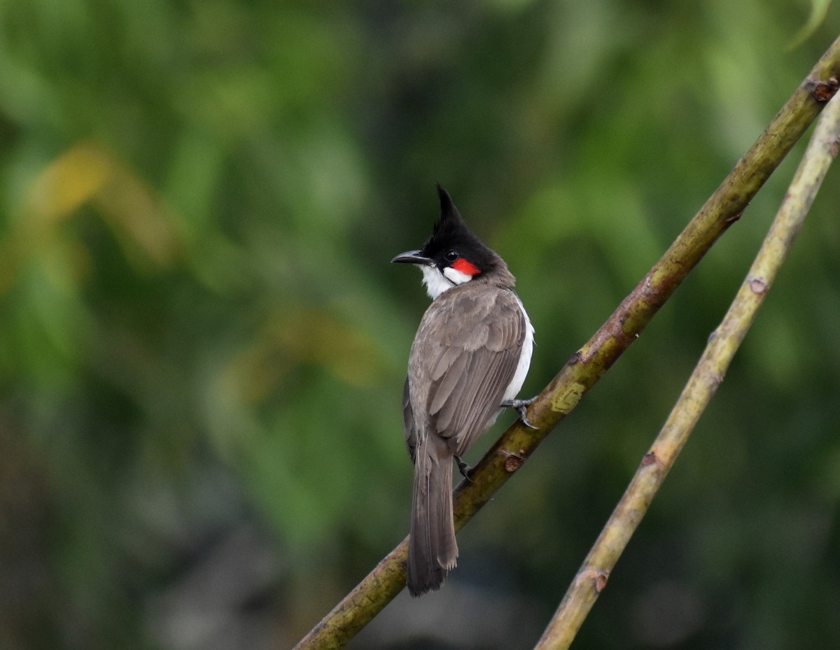 Red-whiskered Bulbul - ML617465367