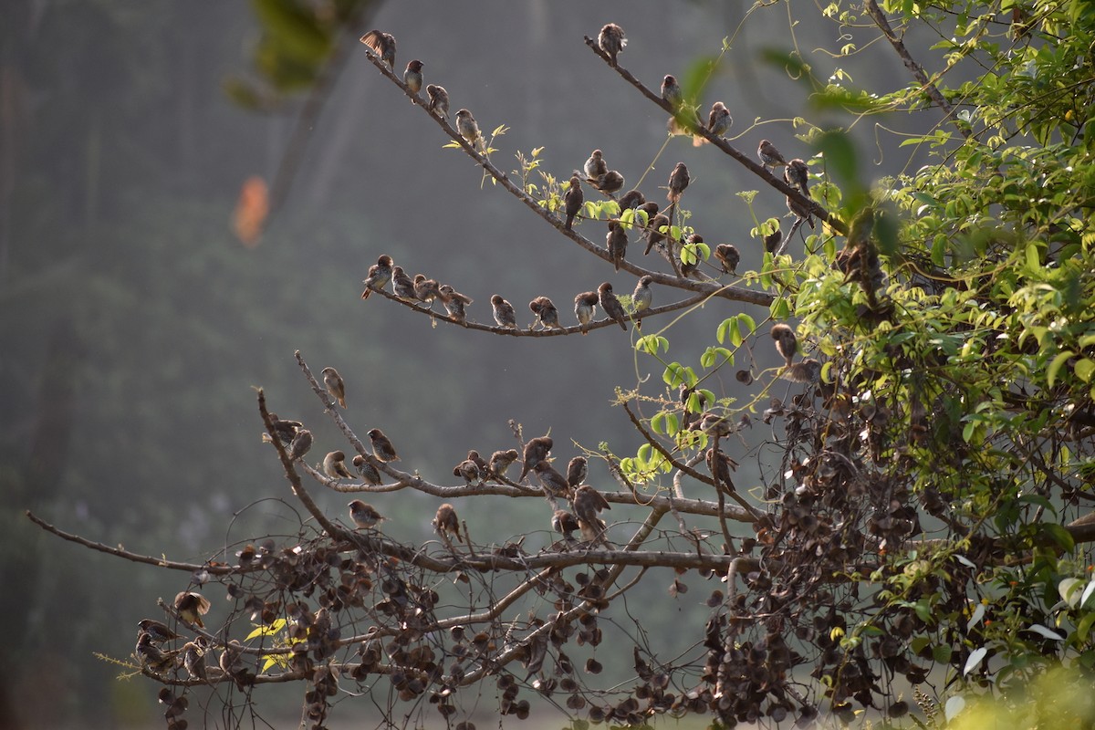 Scaly-breasted Munia - ML617465374