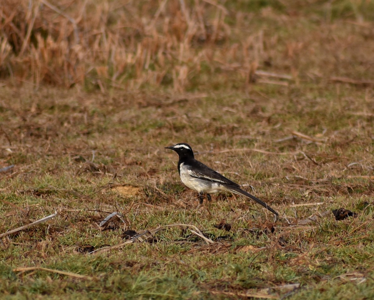 White-browed Wagtail - ML617465376