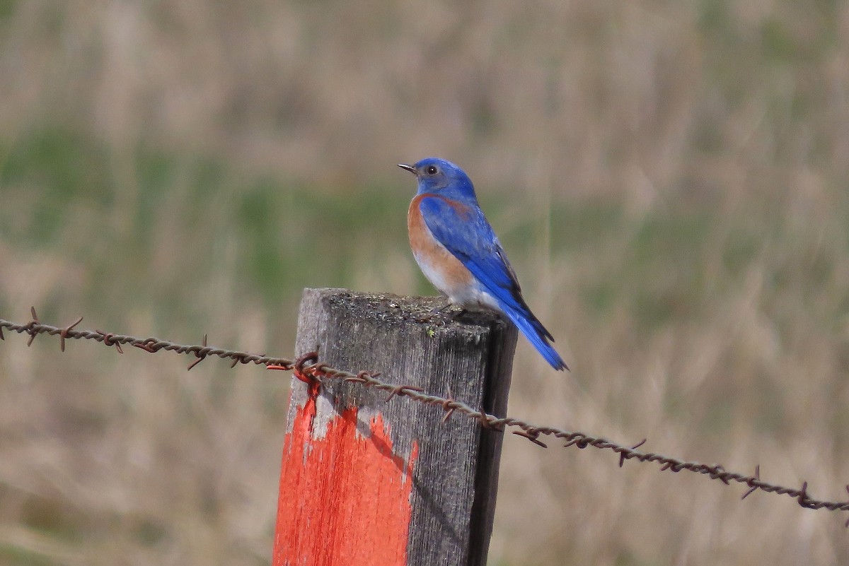 Western Bluebird - ML617465382