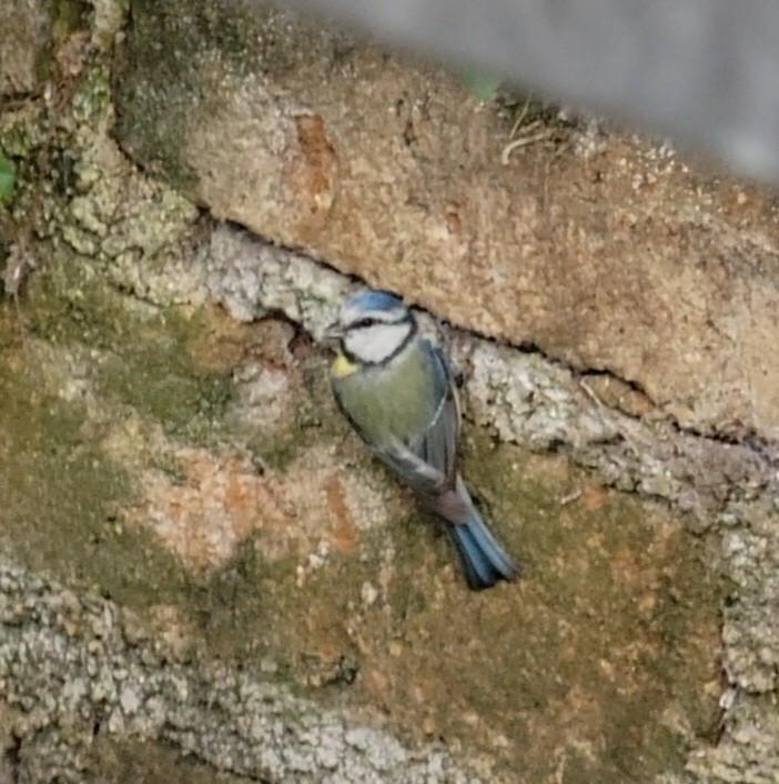 Eurasian Blue Tit - ML617465389