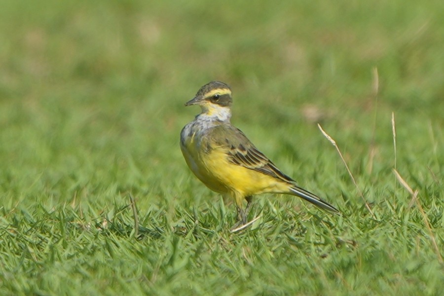 Eastern Yellow Wagtail (Green-headed) - ML617465405