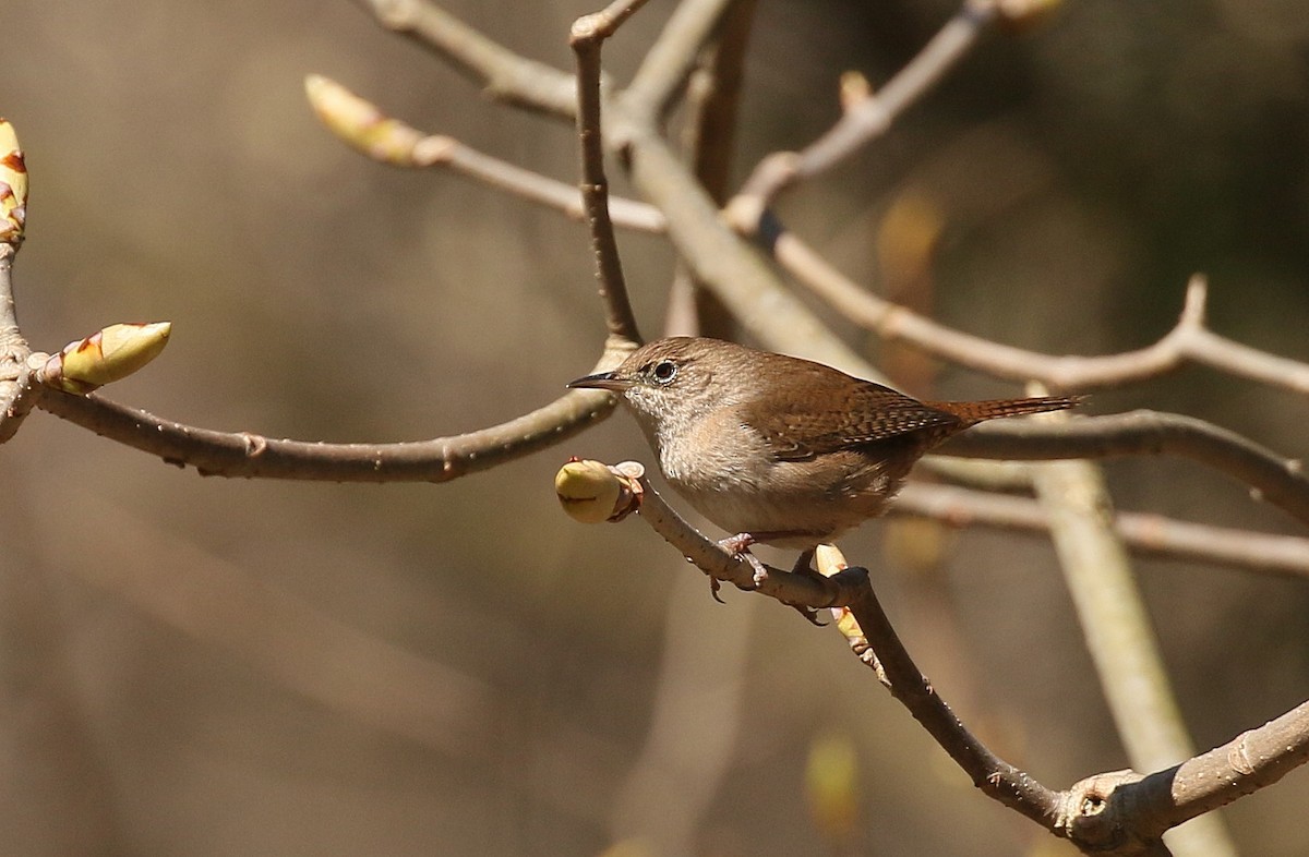 House Wren - ML617465437