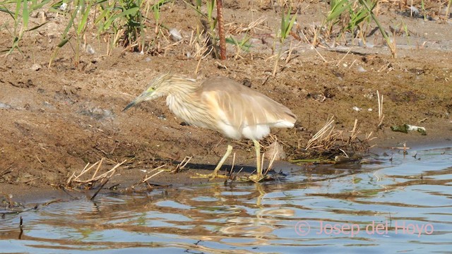 Squacco Heron - ML617465448