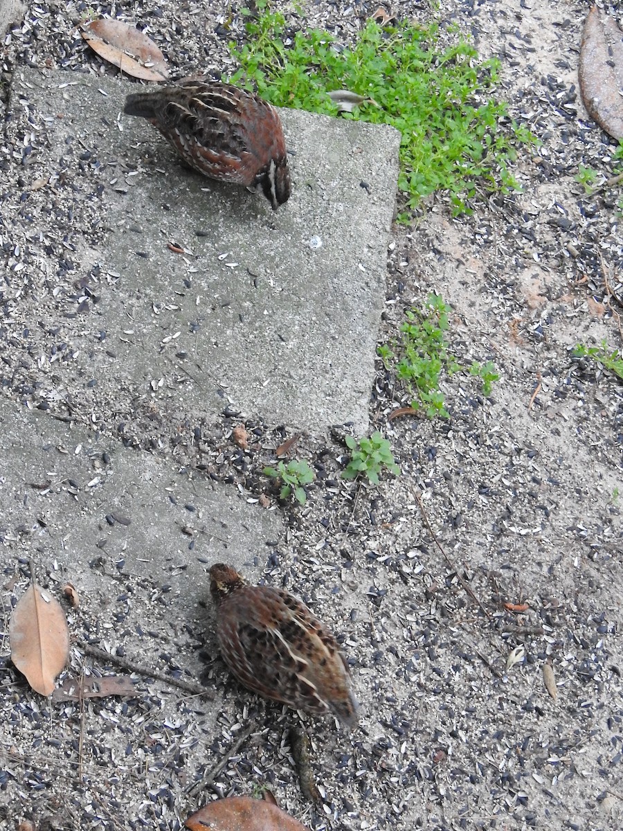 Northern Bobwhite - ML617465459