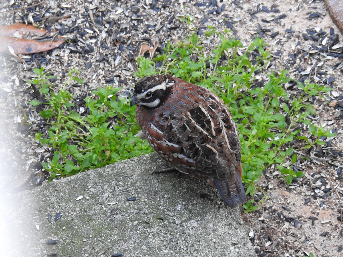 Northern Bobwhite - ML617465460