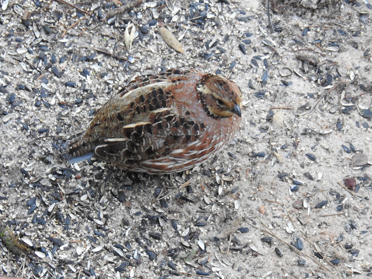 Northern Bobwhite - ML617465461