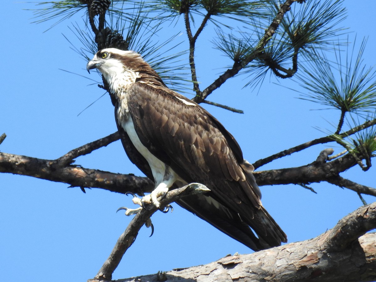 Águila Pescadora - ML617465480