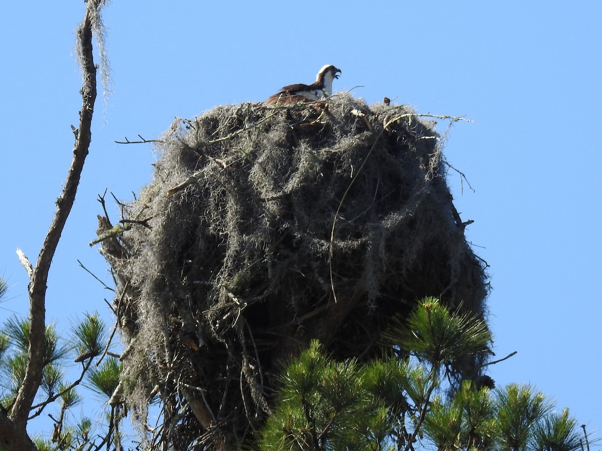 Osprey - ML617465481