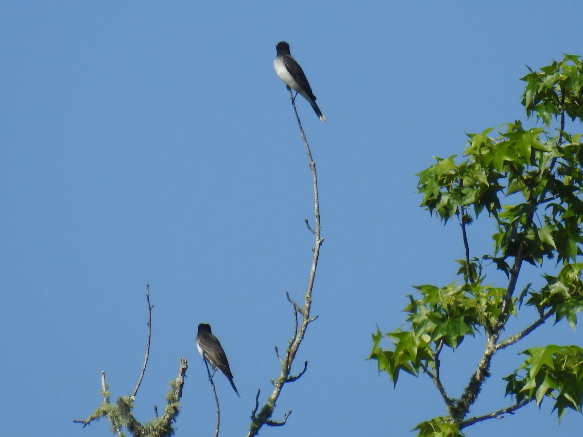 Schieferrücken-Königstyrann - ML617465487