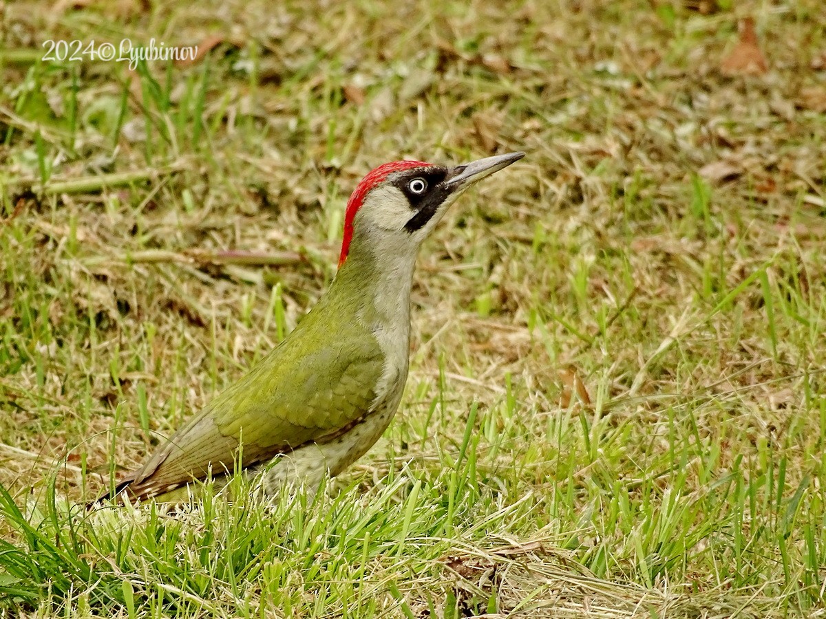Eurasian Green Woodpecker - Александр Любимов