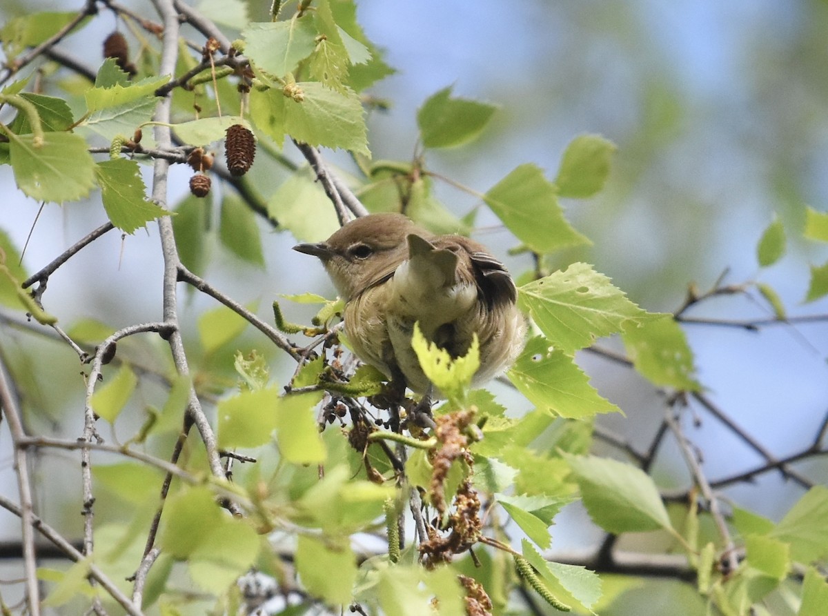 Garden Warbler - ML617465512