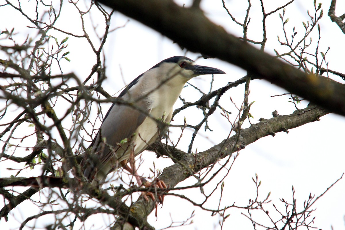 Black-crowned Night Heron (Eurasian) - ML617465523