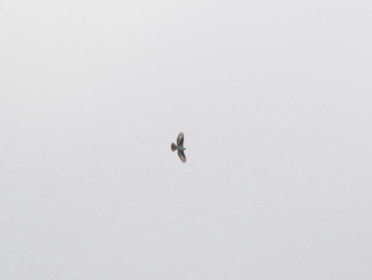 African Hawk-Eagle - Neil Osborne