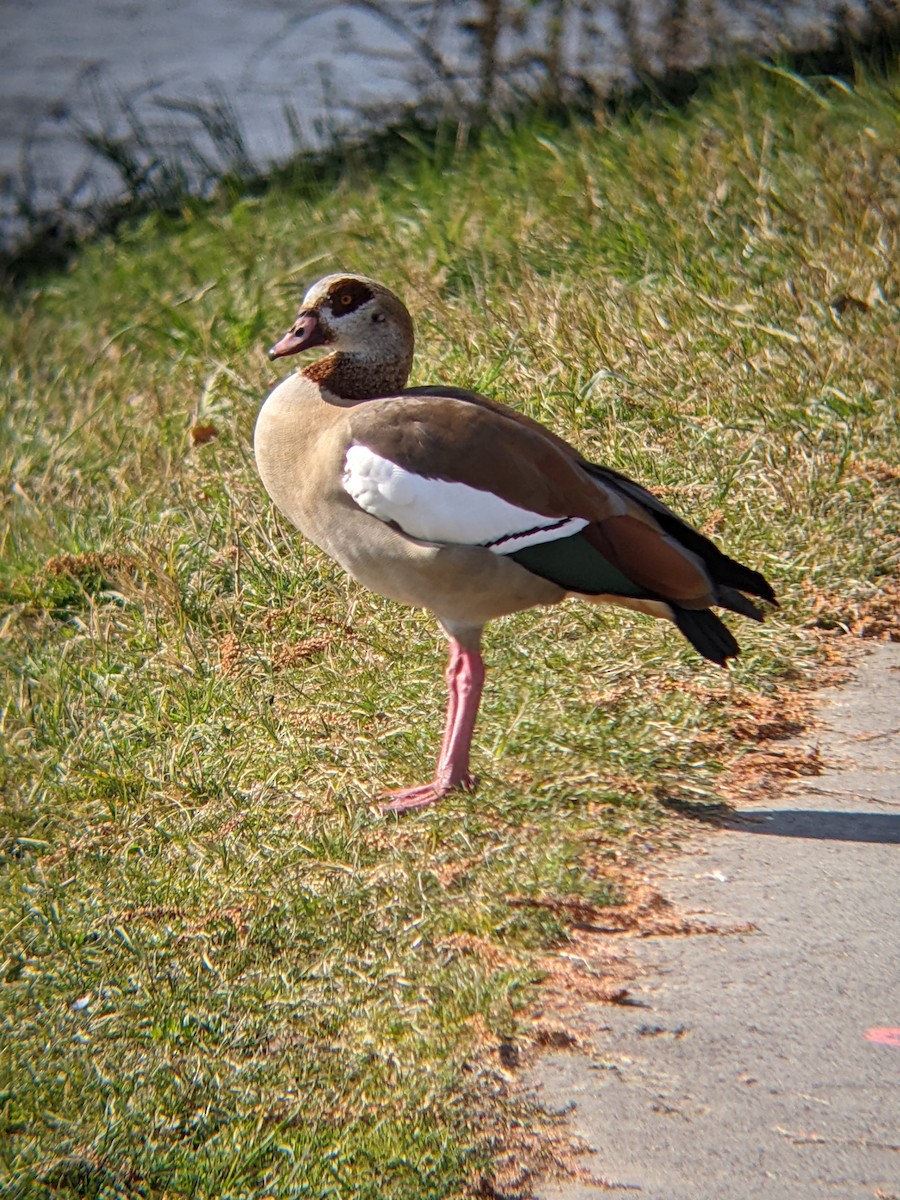 Egyptian Goose - ML617465526