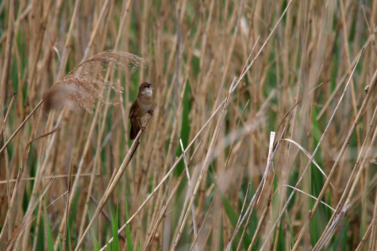 Savi's Warbler - ML617465527