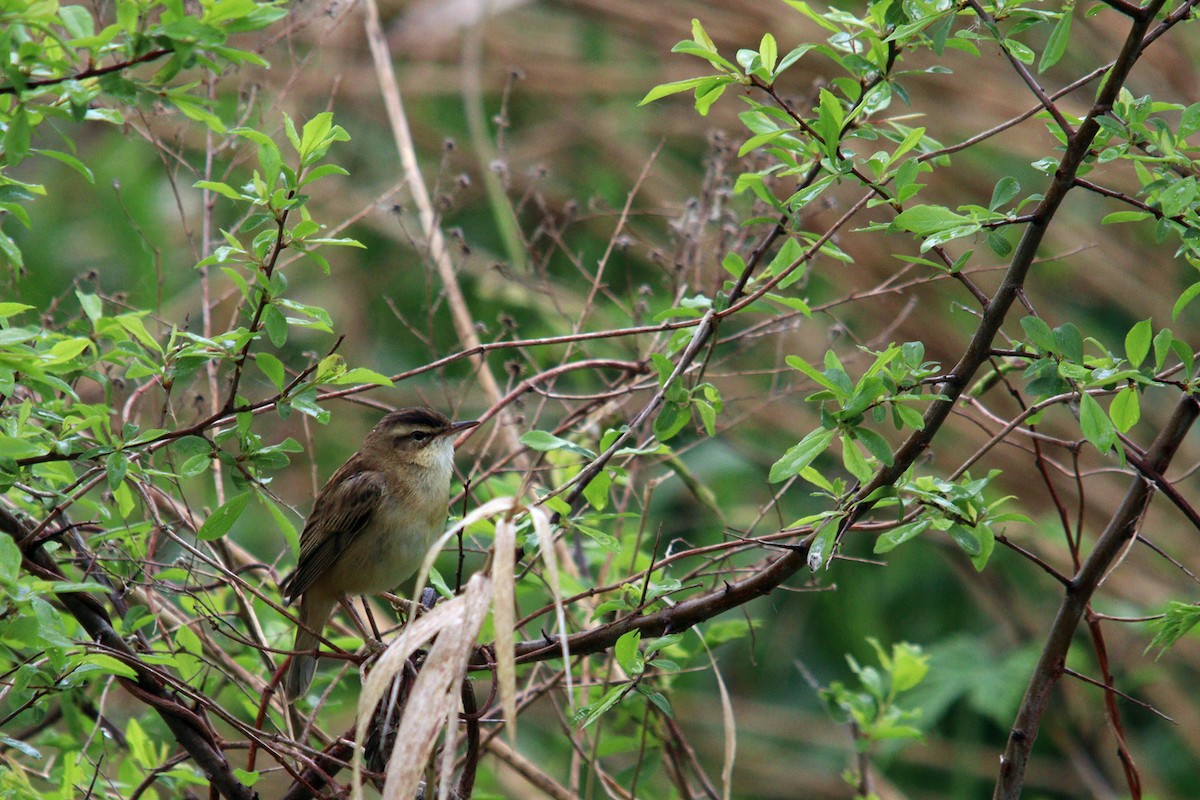 Sedge Warbler - ML617465530